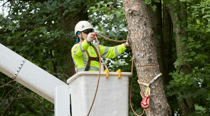 Arborists Spider Lifts For Sale