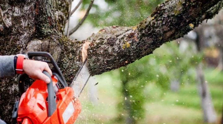 Spider Lifts Tree Trimming
