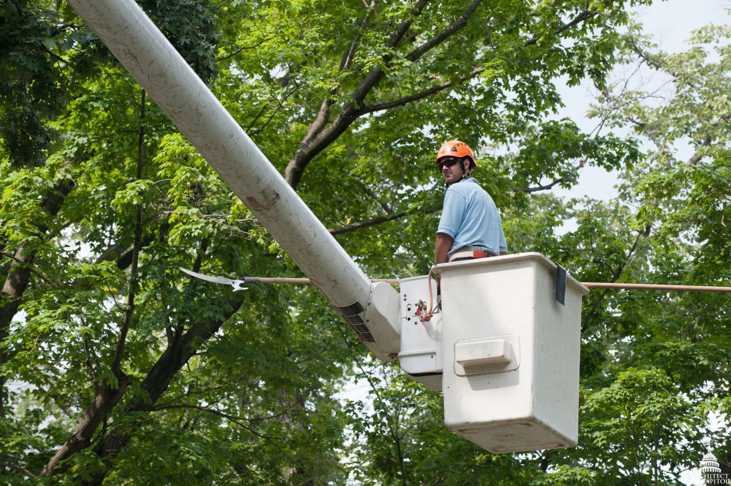 Tree Trimming